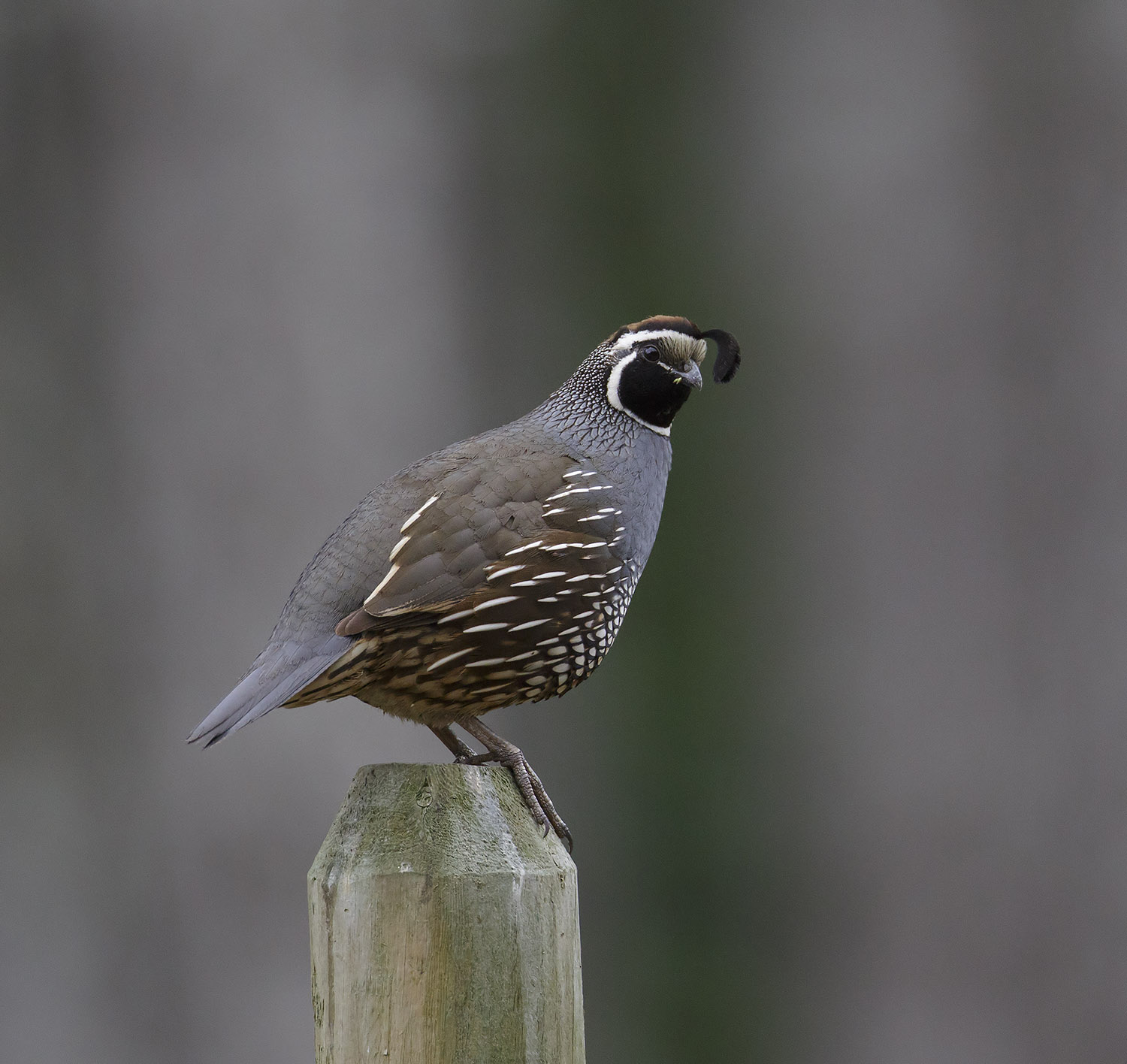 pewit California Quail