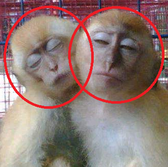 Kocak..! Inilah 4 Asal Mula Kata Cinta Monyet