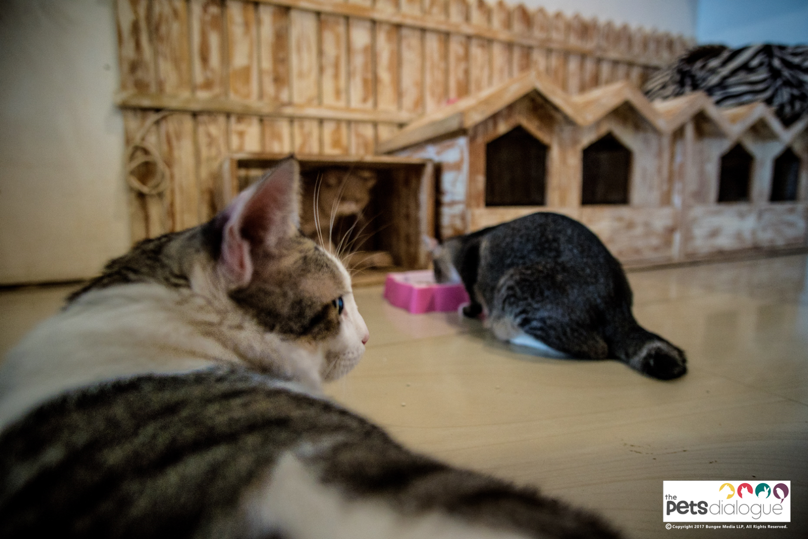 Are There Cat Cafes Worth The Visit In Yogyakarta? | The Pets Dialogue