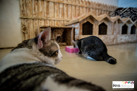 Cat Cafes In Other Countries