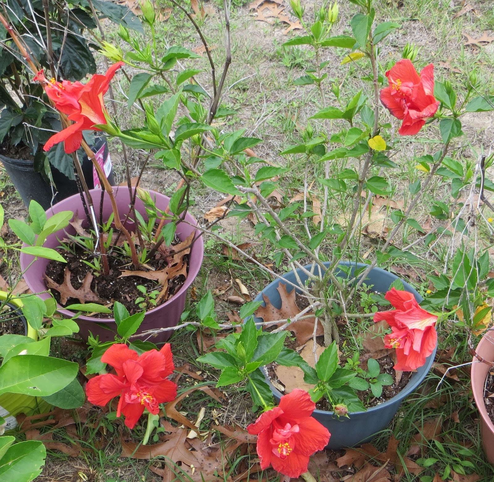 Deborah's Bits and Pieces A Freeze the Week Before Spring, Slow