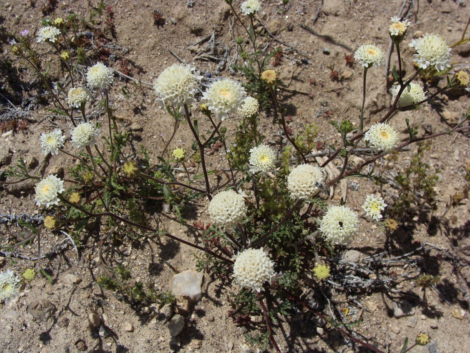 Urth Picture Post Western Utah Flowers