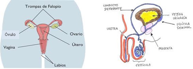 Aparato Reproductor Femenino Y Masculino Con Nombre icmquintoabc.blogspot.com