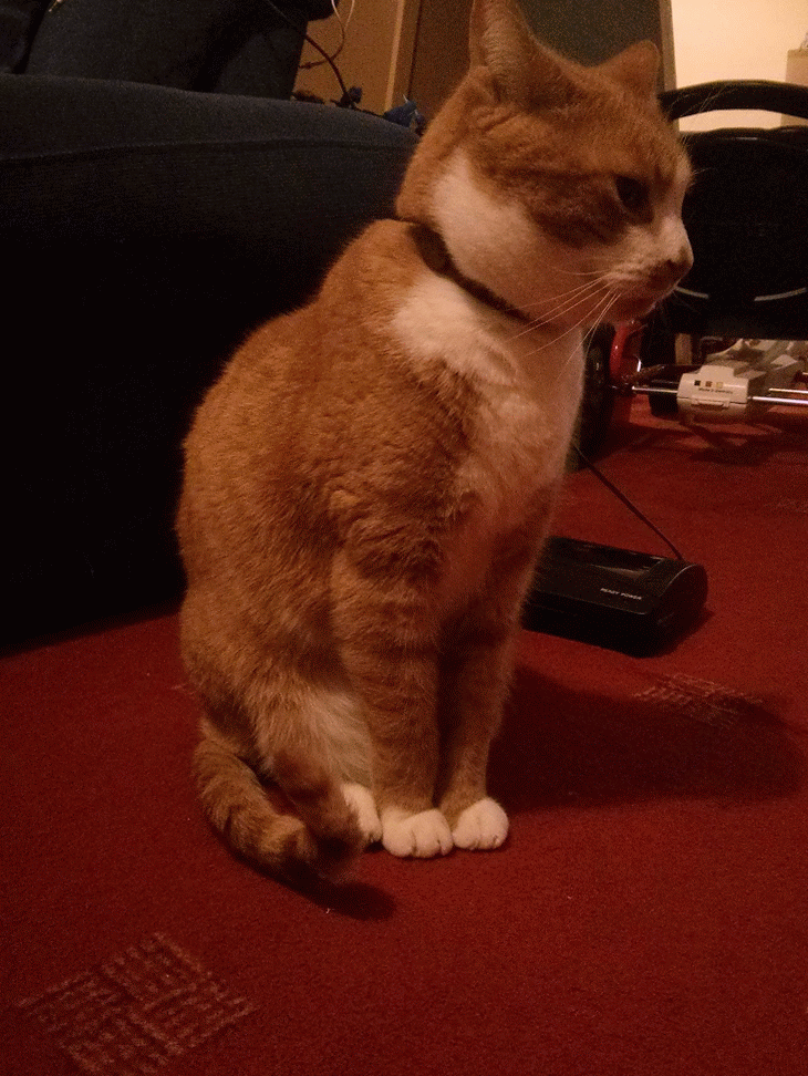 Gif of Cat looking side to side