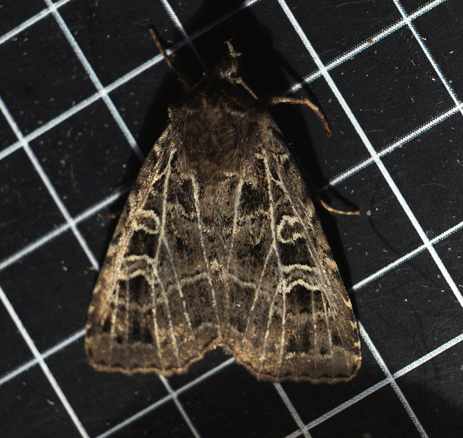 Ceredigion Moths Gothic