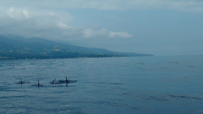 http://banbenontours.com/volta_ilha.html