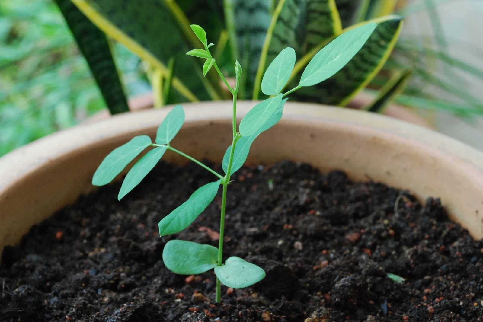 Butterfly pea germination
