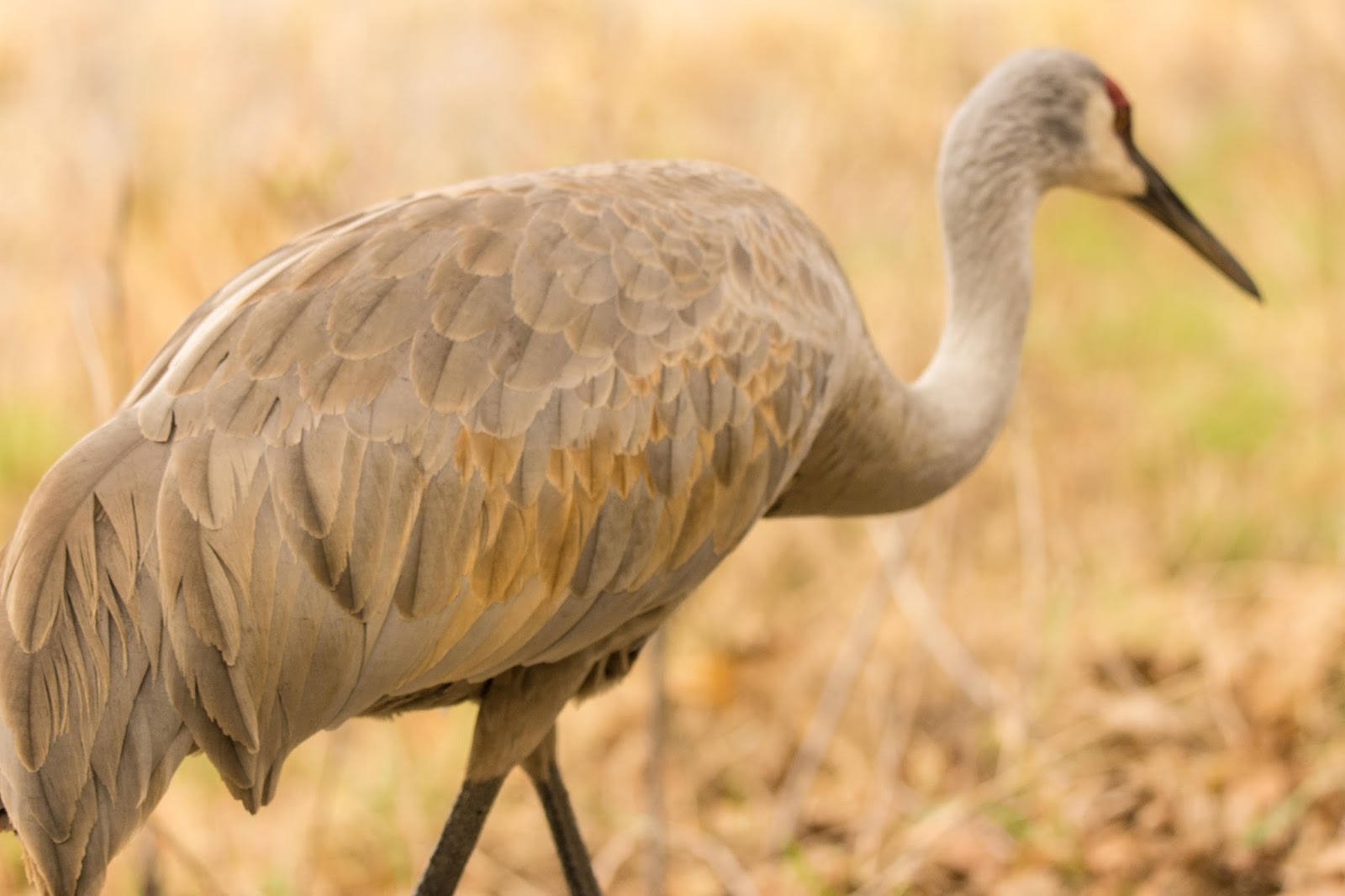 Buffalo and Beyond Large Bird, Kensington Metropark, Michigan