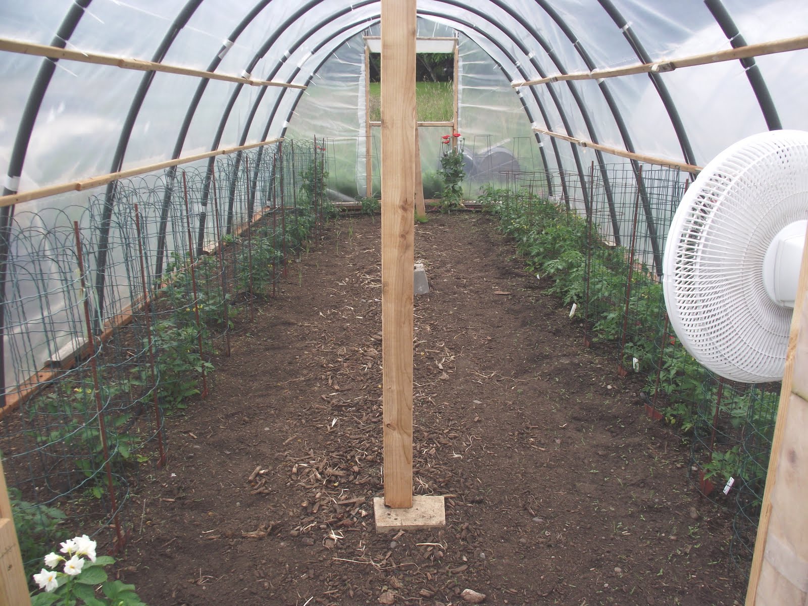 JAN'S COUNTRY GARDEN Corn is kneehigh, dahlias are blooming...