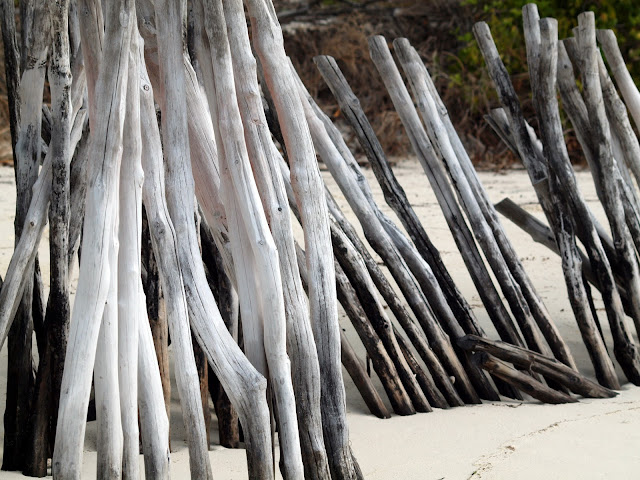 #Mnemba Driftwood, Tanzania