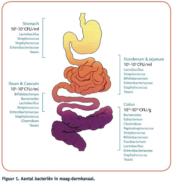 Bacteriën in onze darm communiceren met