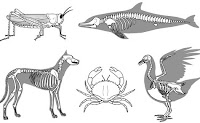 Lesson Plan of Classification & Characteristics of Animals(Vertebrates