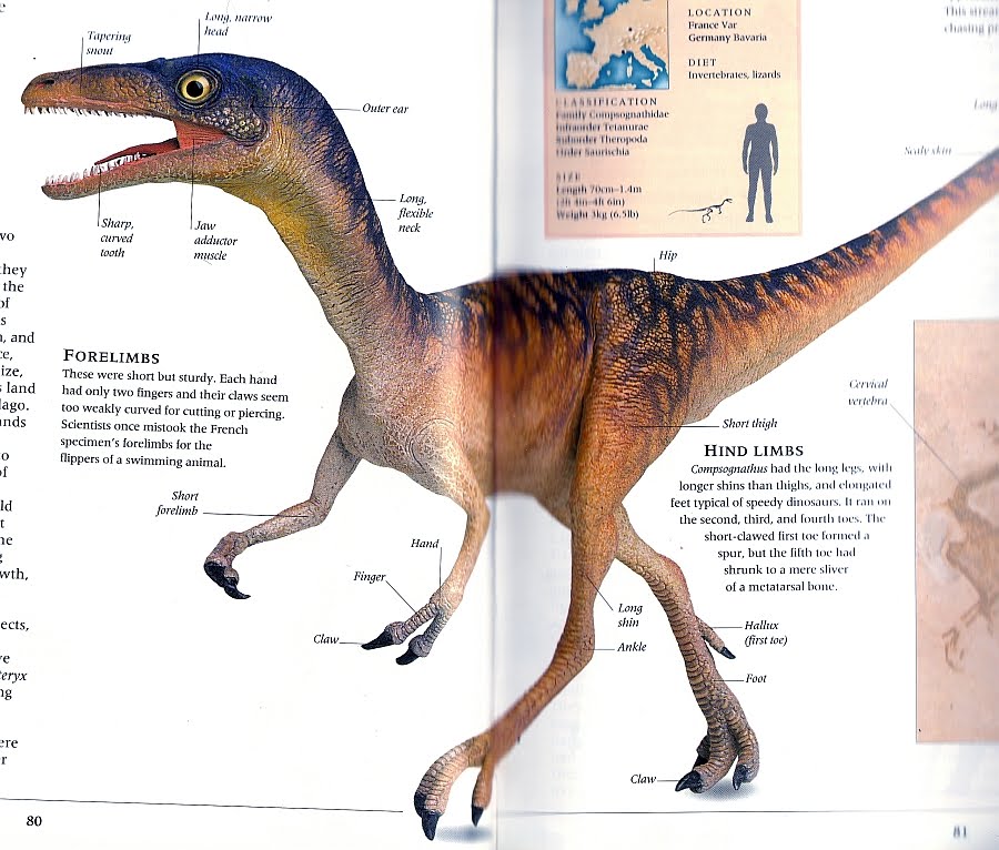 Nostalgic Dinosaur Books  Compsognathus