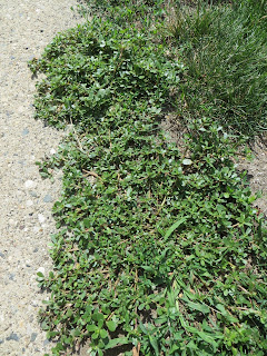 A photo of a weed growing on the ground A photo of a weed growing on the ground