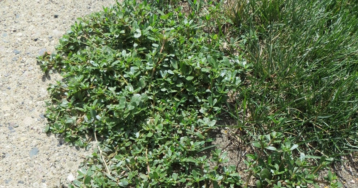 NMSU Plant Clinic: Common Purslane: A Troublesome Summer Annual Weed