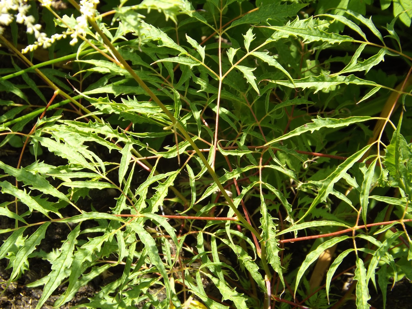 Promenade Au Jardin De Lili Dans Le Poitou Octobre 2010