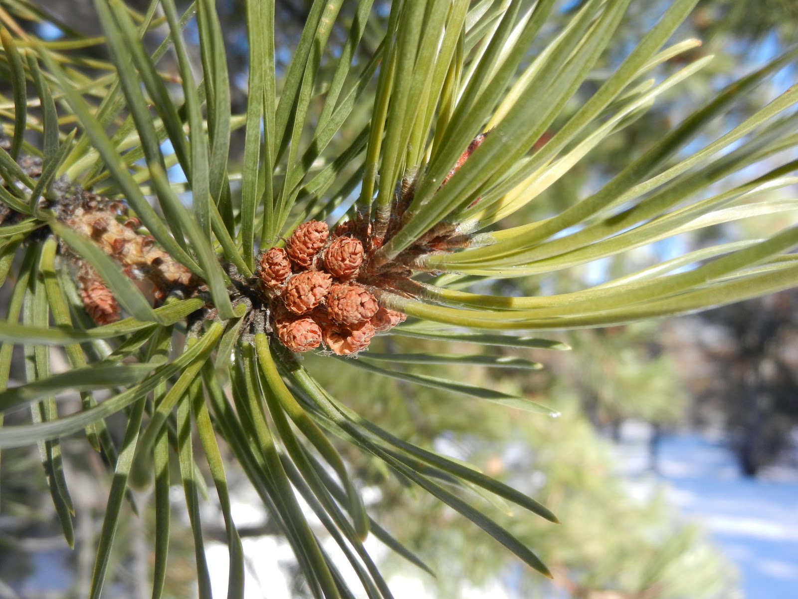 Fizzy Notions Lodgepole Pine