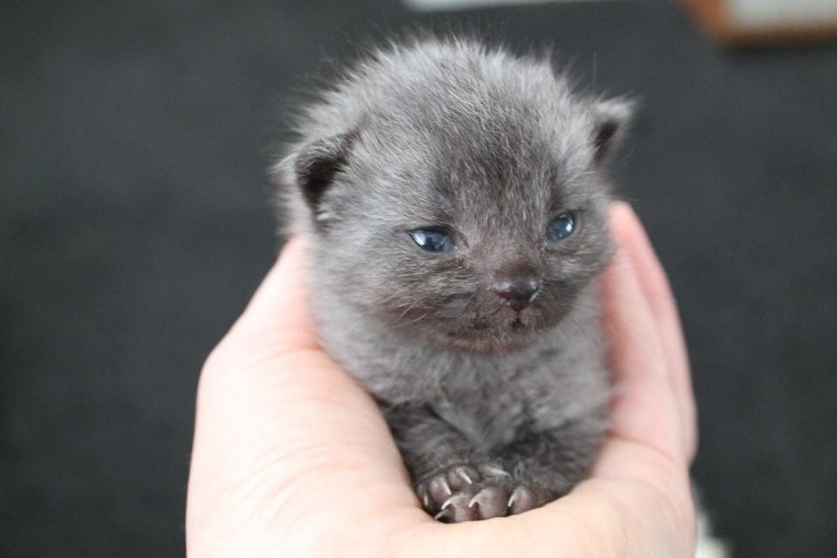 cute kitten bruce