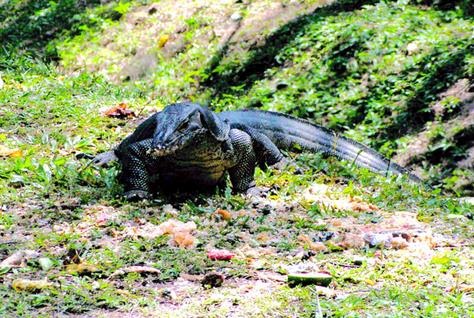 reptile species