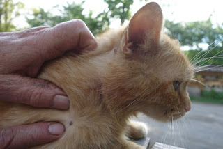 Bahaya Kutu Babi dan Cara Mengobati Efeknya
