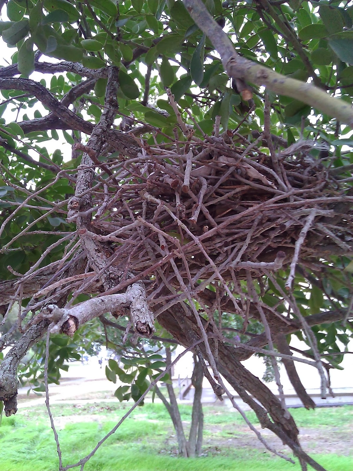 Mockingbird nest? Mockingbird nest?