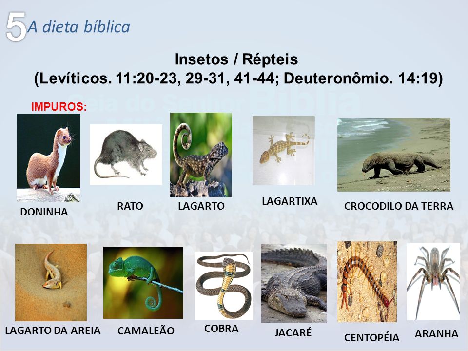 As Tontas Vão Ao Céu Lição 58 Levítico 811 (Velho Testamento Seminário) As Tontas Vão Ao Céu Lição 58 Levítico 811 (Velho Testamento Seminário)