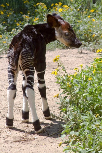 OKAPI - UM ESTRANHO AFRICANO - O Último Reduto -