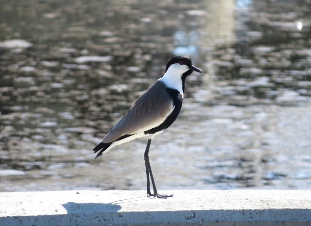 Spur-winged Plover - Paphos Sewage Works