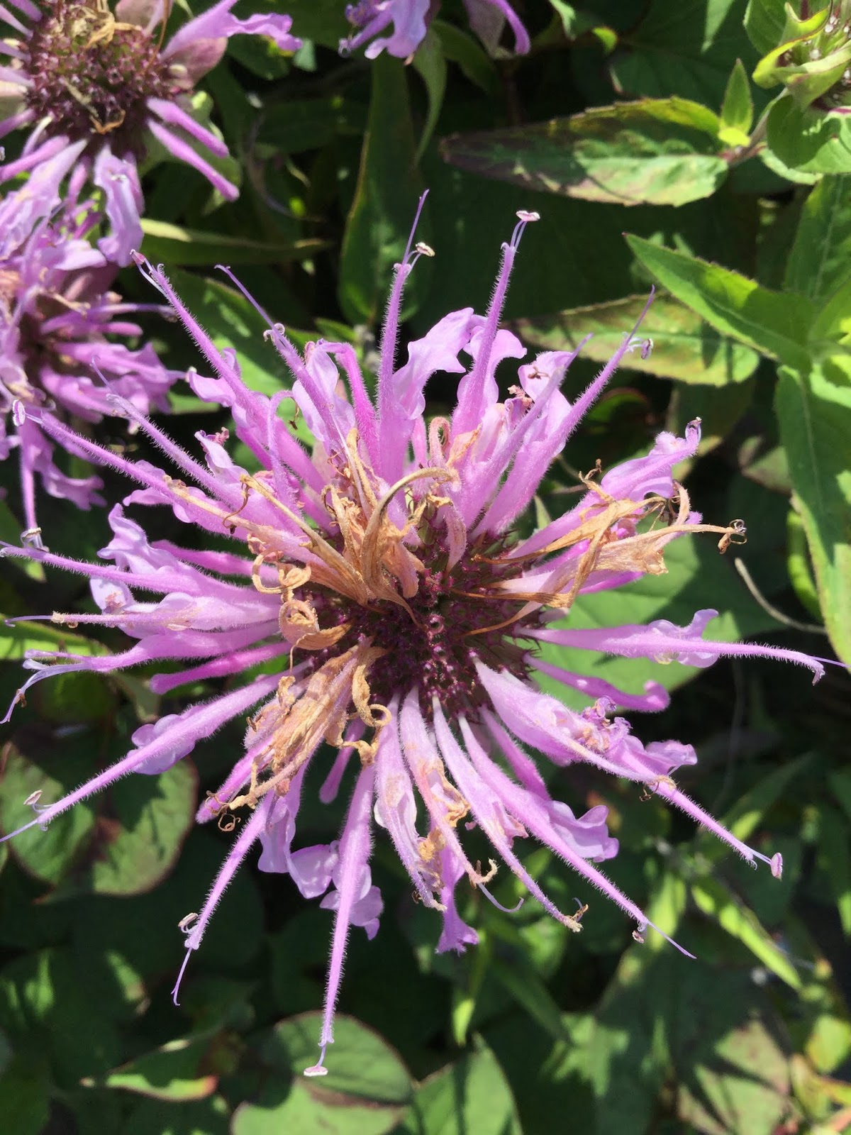 Three Dogs In A Garden Hydrangeas Care Basics Old New Varieties