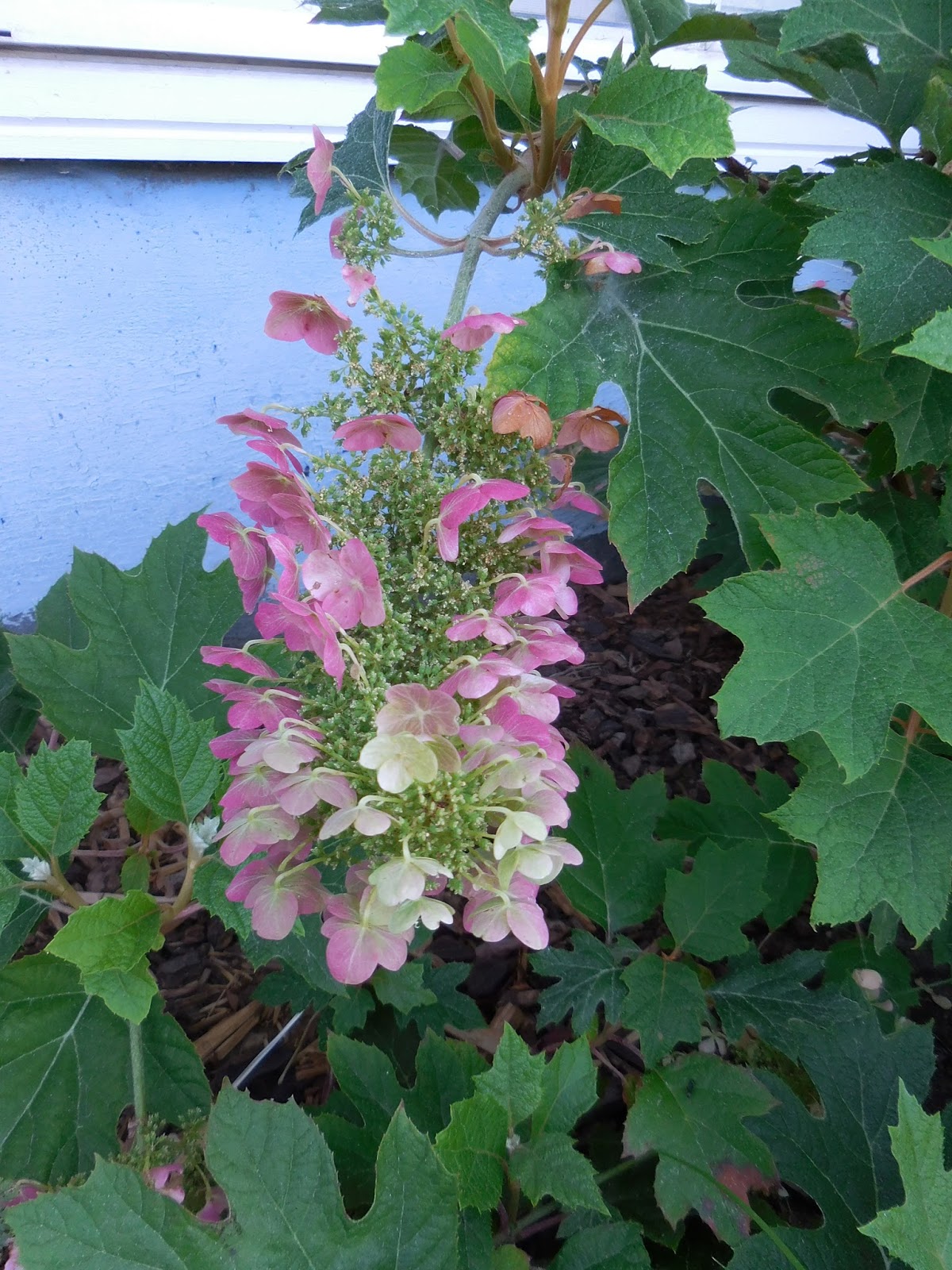Three Dogs In A Garden The New Dwarf Hydrangeas