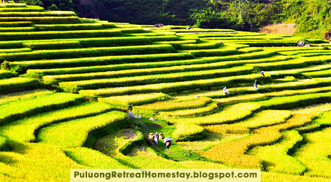 terraces in Pu Luong nature Reserve while trekking terraces in Pu Luong nature Reserve while trekking