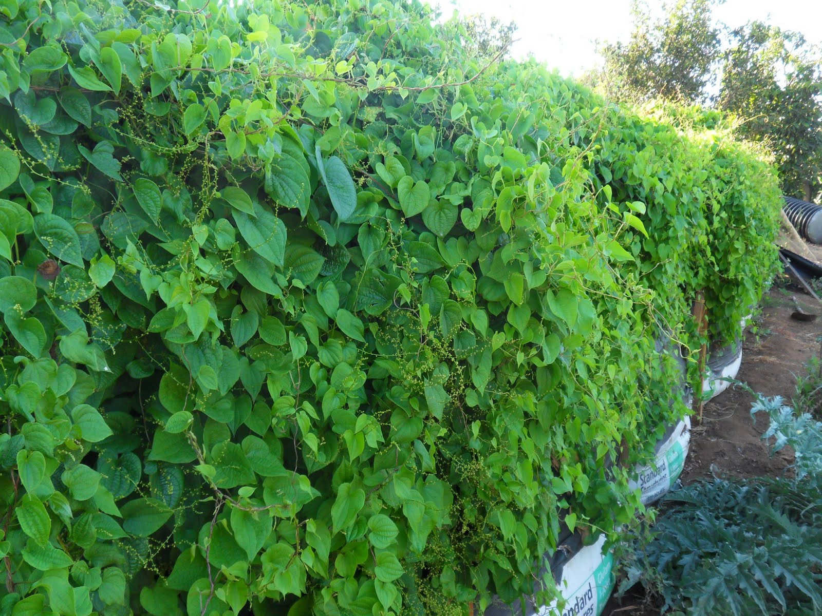 Mendez Produce: Camote del Cerro