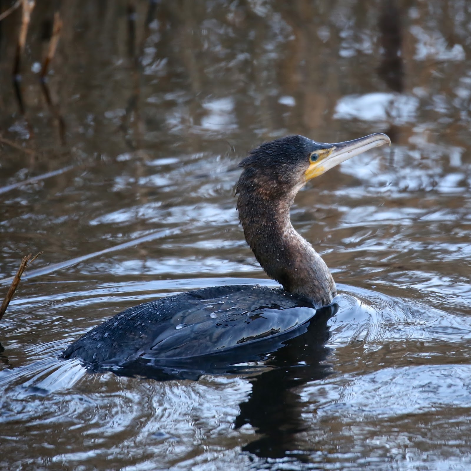 TrogTrogBlog Bird of the week Cormorant