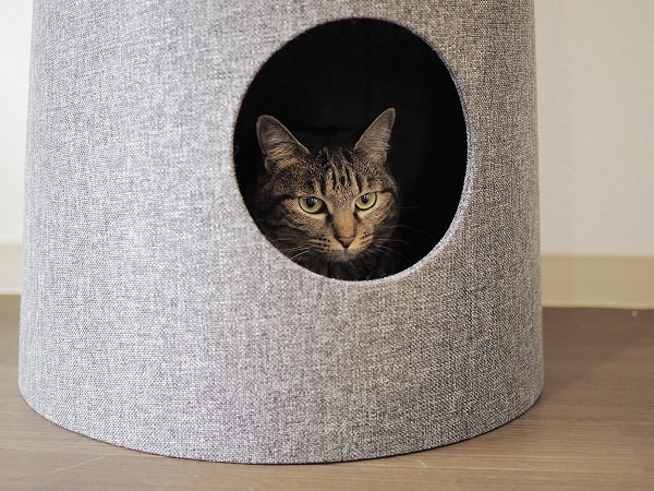セットカーサの下段に篭っているキジトラ猫