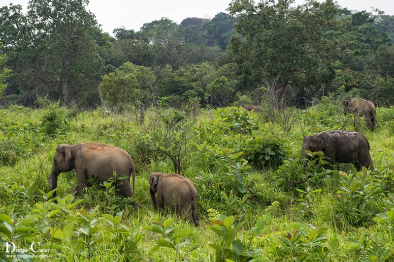 Sri Lanka, la lagrima de la India - Vuelta al Mundo - Blogs de Sri Lanka - Safari en Polonnaruwa (2)