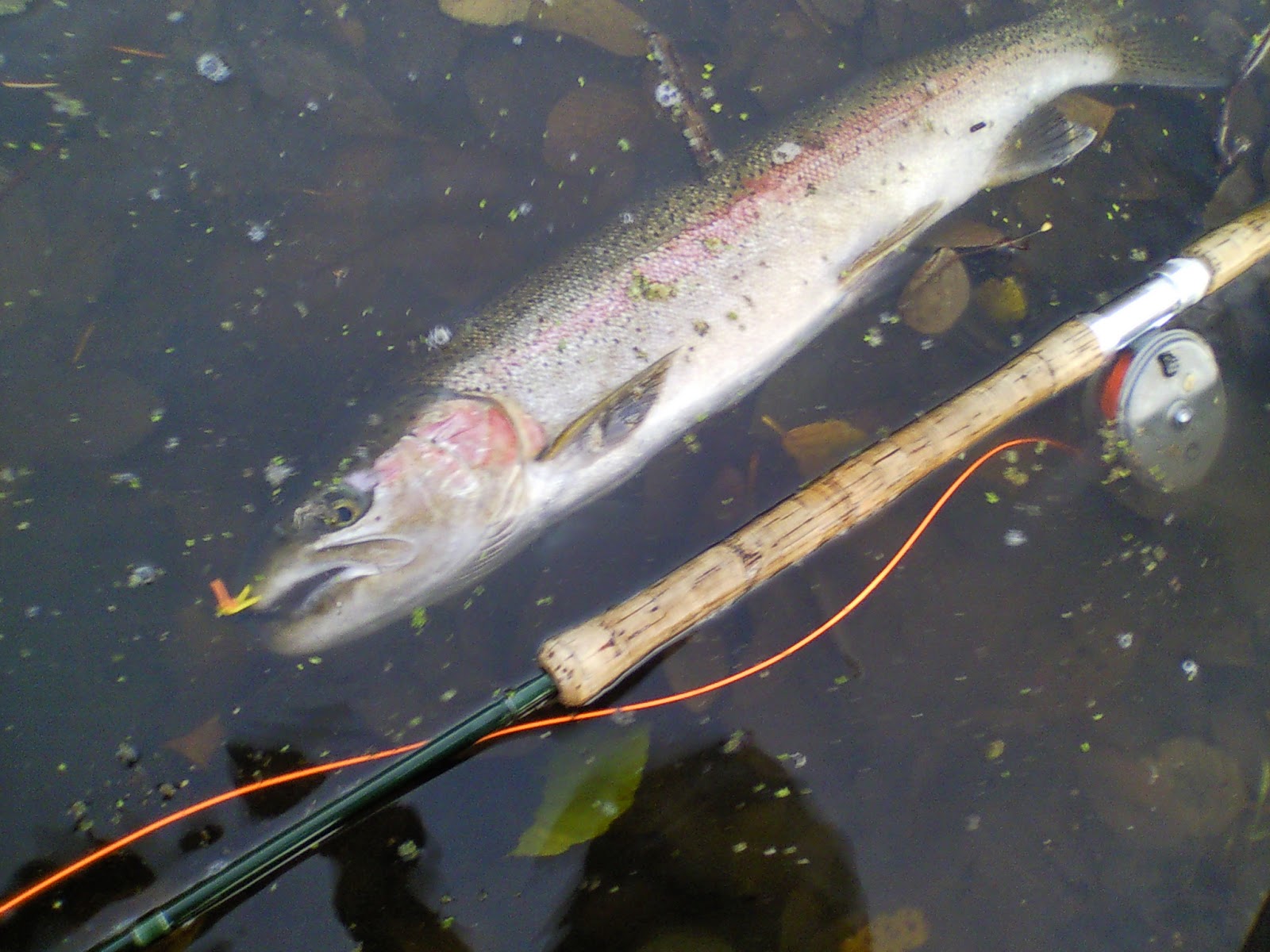 DRY LINE STEELHEAD OREGON Dry Fly Steelhead Window Of Opportunity