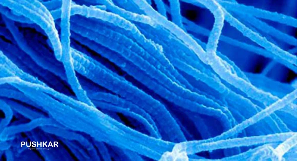 РАЗНИЦА МЕЖДУ КОЛЛАГЕНОМ, ГИДРОЛИЗОВАННЫМ КОЛЛАГЕНОМ И ЖЕЛАТИНОМ.