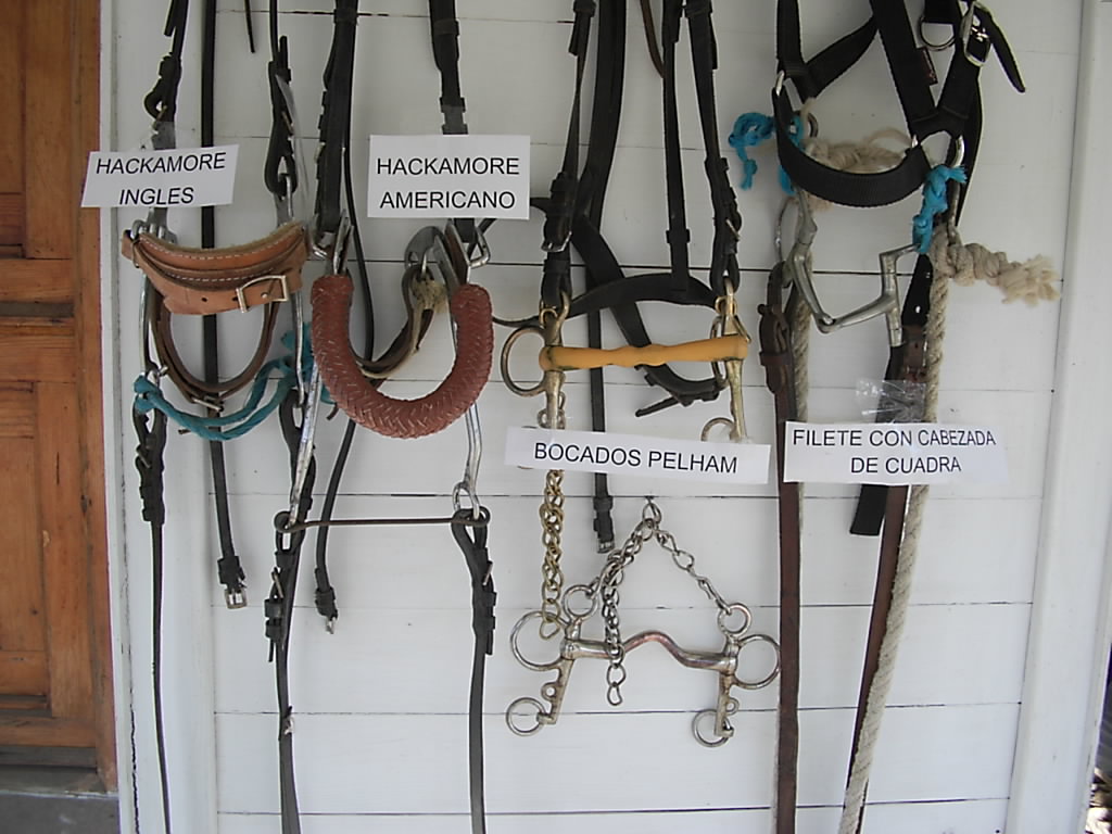 Relatos Ecuestres: CON EMBOCADURA O SIN EMBOCADURA 1ª PARTE.