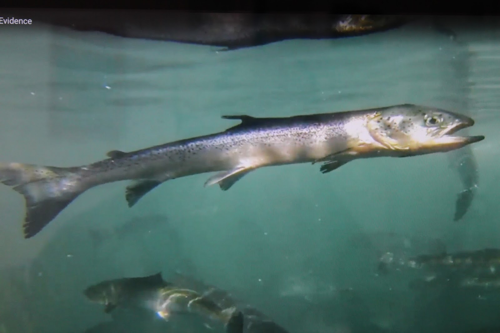 Fish Farm News And Science KEY DOCUMENT Fish Farm Diseases in BC