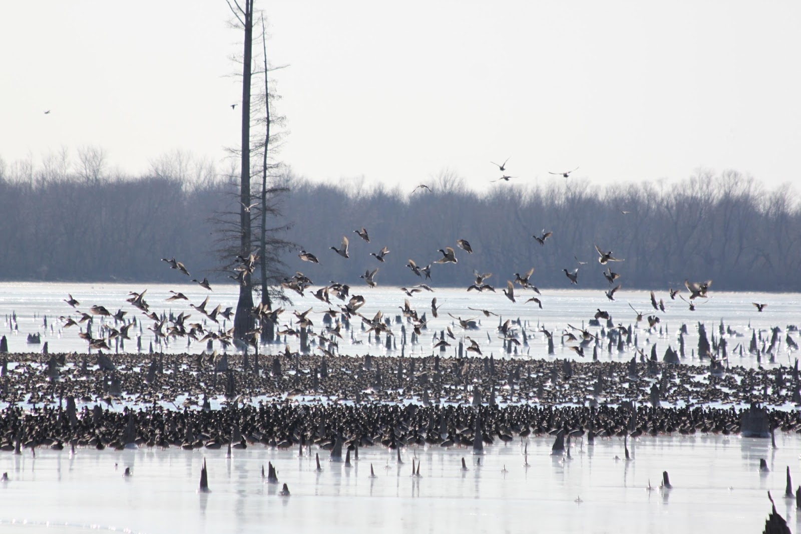 Lowcountry outdoors 2018 Duck Hunting in Arkansas with Drake Field Experts