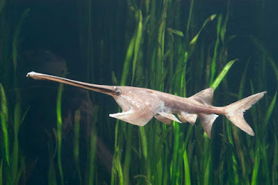 Paddlefish Catfish Ikan Predator Air Tawar Yang Merupakan Perenang Aktif Di Akuarium Paddlefish Catfish Ikan Predator Air Tawar Yang Merupakan Perenang Aktif Di Akuarium