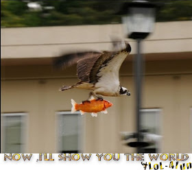 Funny bird and a fish