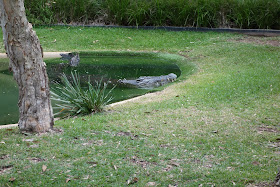 Australia krokotiili eläintarha Sydney