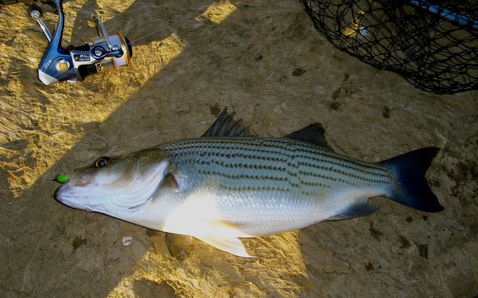 The Rogue Outdoors Fall Wipers