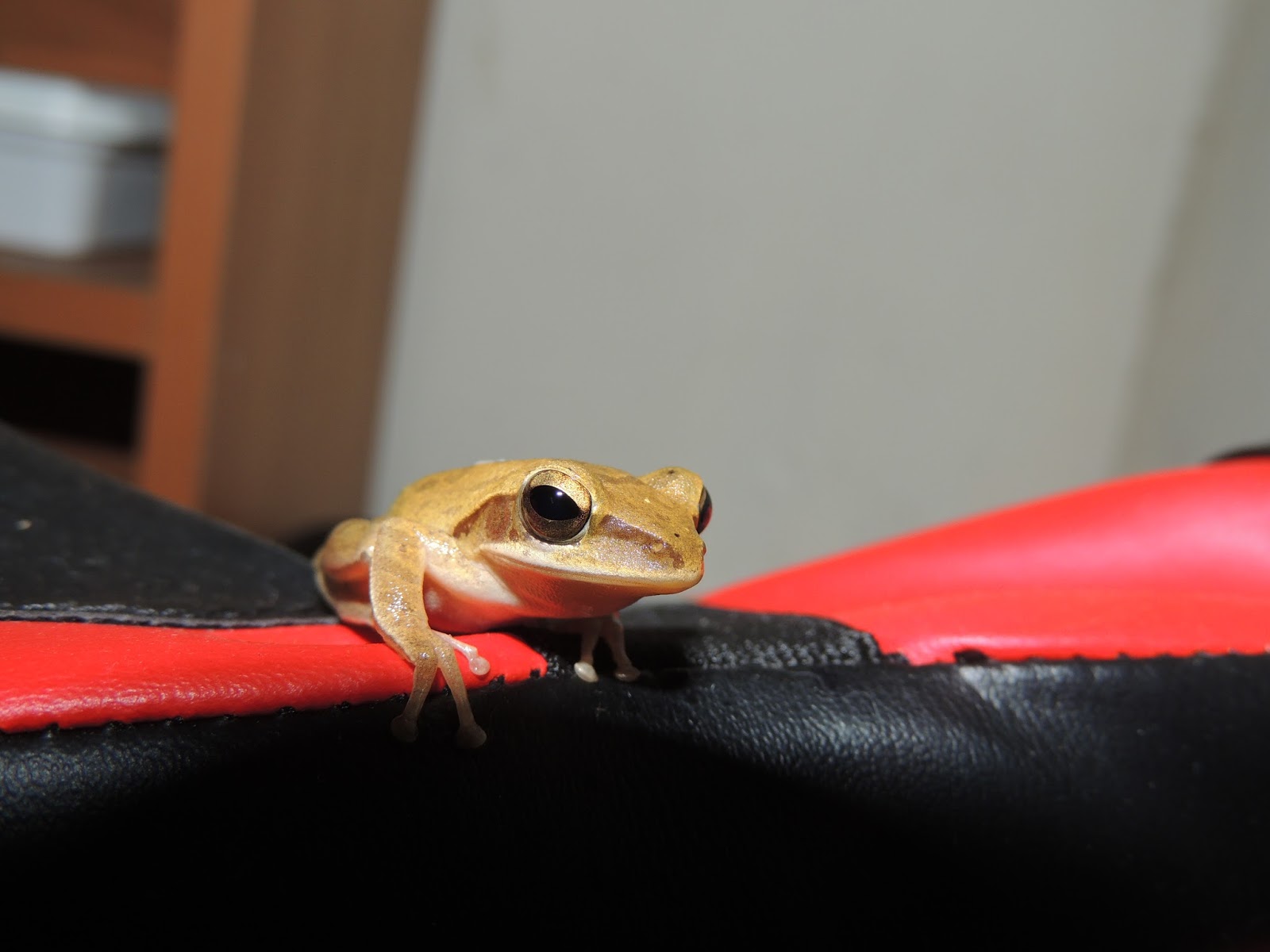 Dera's biodiversity Common Indian Tree Frog