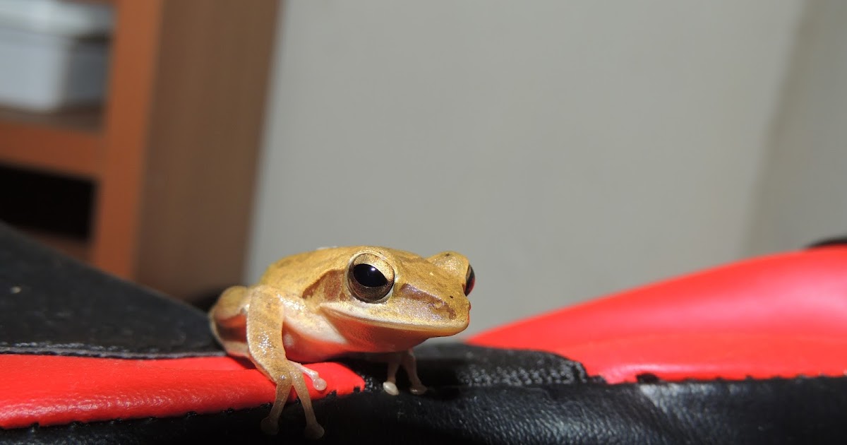 Dera's bio-diversity: Common Indian Tree Frog