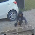 Slammed to the ground, beaten with a baseball bat and trapped under a rock: Child is caught on camera repeatedly attacking Oklahoma family's dachshund puppy, leaving him with two broken legs and needing $3,000 surgery