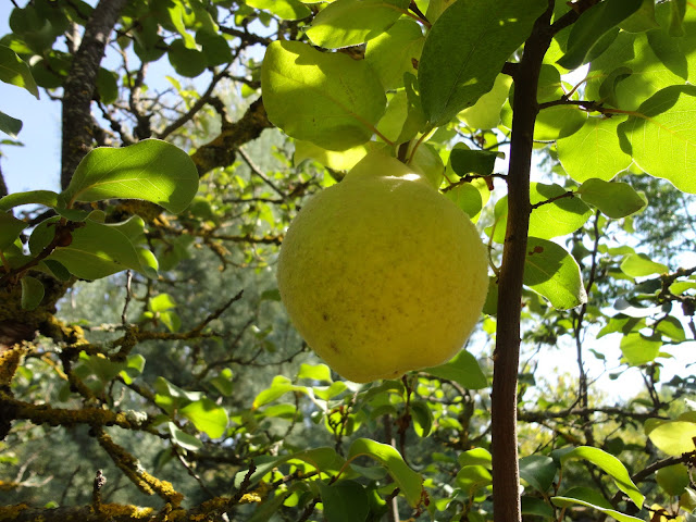 MEMBRILLOS EN EL ÁRBOL, OTOÑO