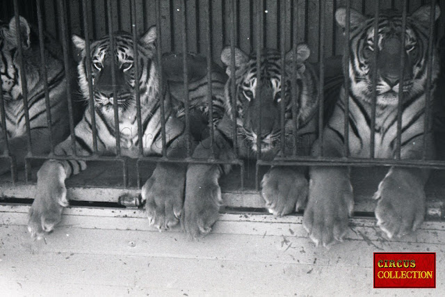 les tigres dans leur cage au Cirque Franz Althoff 1967