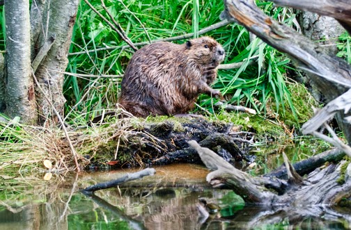 Jana Malinek Photography: The Mighty Castor - part I